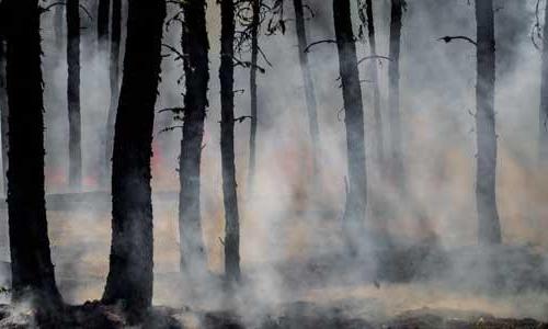 Smoke rising from the forest floor